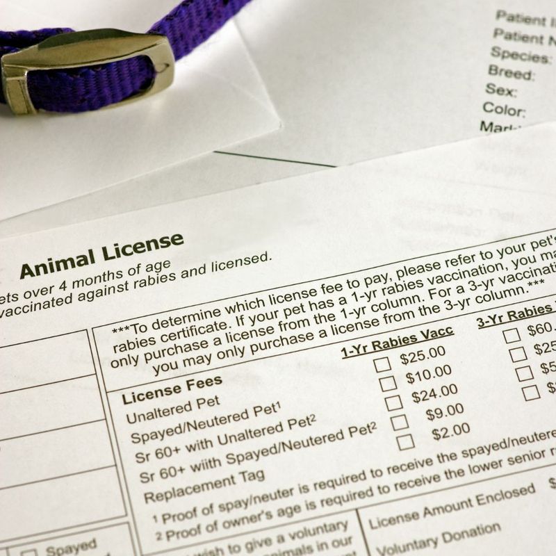 Tips for Flying With a Large Dog in the Cabin Fuzzy Fur Babies